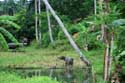 Landschap met waterbuffel Pilar / Filippijnen: 