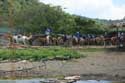 Horses Tagaytay City / Philippines: 