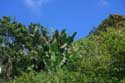 Banana tree Tagaytay City / Philippines: 