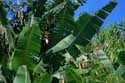 Banana tree Tagaytay City / Philippines: 