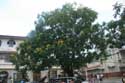 Tree Manila Intramuros / Philippines: 
