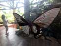 Vlindermuseum Bohol Eiland in Bohol Island / Filippijnen: 