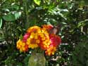 Muse des Papillons Ile de Bohol  Bohol Island / Philippines: 