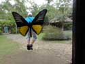 Muse des Papillons Ile de Bohol  Bohol Island / Philippines: 