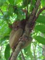 Tarsier Aapjes Bohol Eiland in Bohol Island / Filippijnen: 