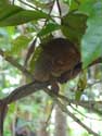 Tarsier Aapjes Bohol Eiland in Bohol Island / Filippijnen: 