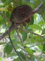 Tarsier Aapjes Bohol Eiland in Bohol Island / Filippijnen: 