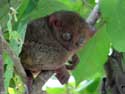 Tarsier Aapjes Bohol Eiland in Bohol Island / Filippijnen: 