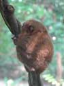 Tarsiers Monkeys Bohol Island / Philippines: 