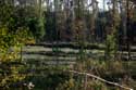 Spiegelaere Pool in Maldegem Field MALDEGEM / BELGIUM: 