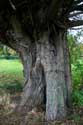 Arbre Prs de l'glise THAME / Angleterre: 