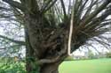 Tree close to church THAME / United Kingdom: 