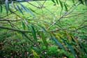 Tree close to church THAME / United Kingdom: 