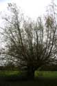 Tree close to church THAME / United Kingdom: 