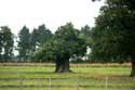 Cranbourne Park oude eikebomen WINDSOR / Engeland: 