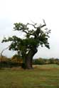 Cranbourne Park Old Oak Trees WINDSOR / United Kingdom: 