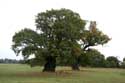 Cranbourne Park oude eikebomen WINDSOR / Engeland: 