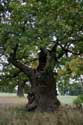 Cranbourne Park oude eikebomen WINDSOR / Engeland: 