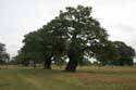 Parque Cranbourne Ancien Chnes WINDSOR / Angleterre: 