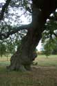 Cranbourne Park oude eikebomen WINDSOR / Engeland: 