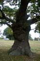 Cranbourne Park oude eikebomen WINDSOR / Engeland: 