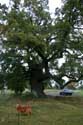 Cranbourne Park oude eikebomen WINDSOR / Engeland: 