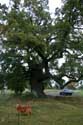 Cranbourne Park Old Oak Trees WINDSOR / United Kingdom: 