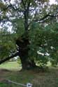 Cranbourne Park oude eikebomen WINDSOR / Engeland: 