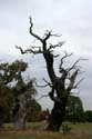 Cranbourne Park Old Oak Trees WINDSOR / United Kingdom: 