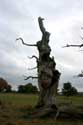 Cranbourne Park oude eikebomen WINDSOR / Engeland: 