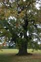 Cranbourne Park oude eikebomen WINDSOR / Engeland: 