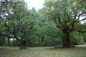 Cranbourne Park Old Oak Trees WINDSOR / United Kingdom: 