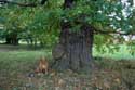 Cranbourne Park oude eikebomen WINDSOR / Engeland: 