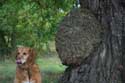 Cranbourne Park Old Oak Trees WINDSOR / United Kingdom: 