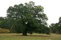 Cranbourne Park oude eikebomen WINDSOR / Engeland: 