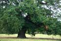 Cranbourne Park Old Oak Trees WINDSOR / United Kingdom: 