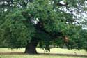 Cranbourne Park oude eikebomen WINDSOR / Engeland: 