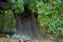 Cranbourne Park Old Oak Trees WINDSOR / United Kingdom: 