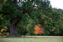 Cranbourne Park oude eikebomen WINDSOR / Engeland: 