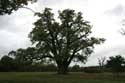 Cranbourne Park Old Oak Trees WINDSOR / United Kingdom: 