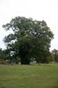 Parque Cranbourne Ancien Chnes WINDSOR / Angleterre: 