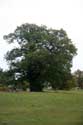 Cranbourne Park oude eikebomen WINDSOR / Engeland: 