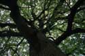 Cranbourne Park Old Oak Trees WINDSOR / United Kingdom: 