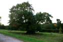 Oude eikebomen WINDSOR / Engeland: 