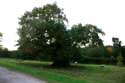 Old Oak trees WINDSOR / United Kingdom: 