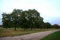 Old Oak trees WINDSOR / United Kingdom: 