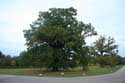 Oude eikebomen WINDSOR / Engeland: 