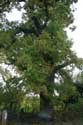 Old Oak Tree Dorchester / United Kingdom: 