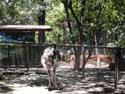 Zoo Manila / Filippijnen: 