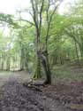 Tree close to Hermeton Gochene in DOISCHE / BELGIUM: 